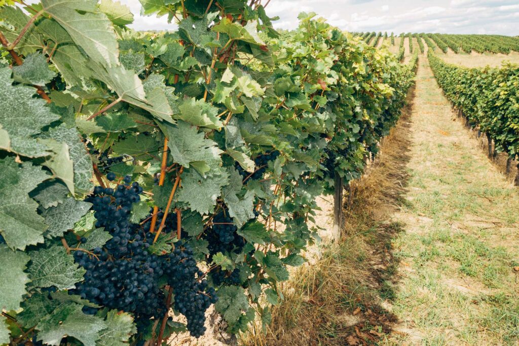 Degustazione-Vini-nel-Cilento-2